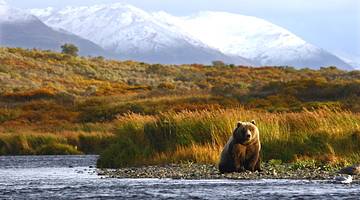 Lush brown grass with a brown bear overlooking water, against white mountains