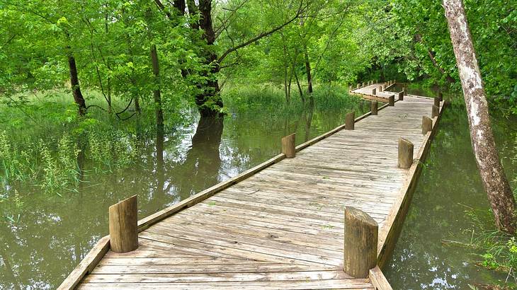 A boardwalk through wetlands with trees surrounding it