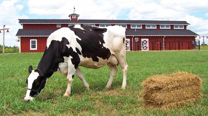 A cow grazing in a field with a red bar building behind it