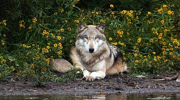 A wolf sitting in a green bush with yellow flowers