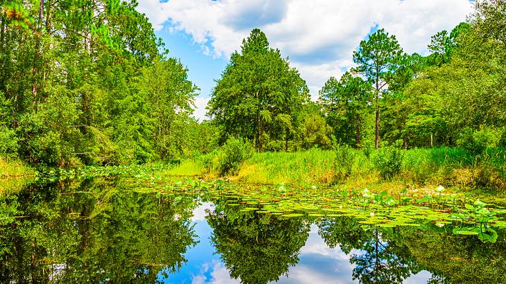 A swamp with lily pads, surrounded by green trees under a partly cloudy sky