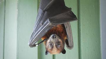 A bat hanging upside down with a green wall behind it