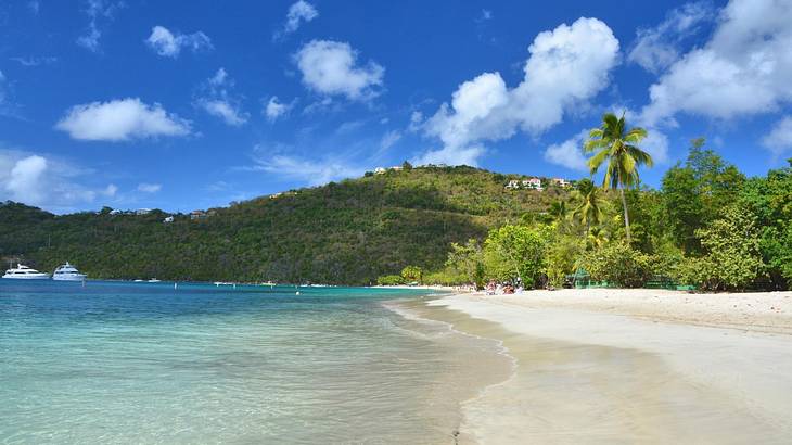 A sandy shore and ocean with palm trees and greenery-covered hills in the background