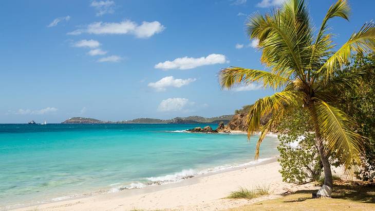 A beach palm trees on a clear day