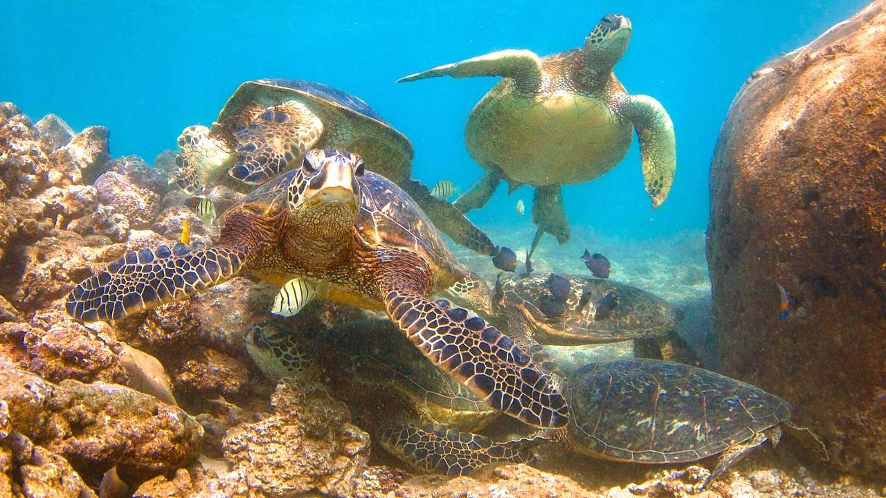 Green sea turtles under the ocean with small fish swimming around them