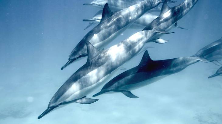 A pod of dolphins swimming under the water