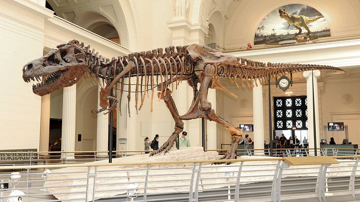 A Tyrannosaurus Rex skeleton on an exhibit in a big room A Tyrannosaurus Rex skeleton on an exhibit in a big room