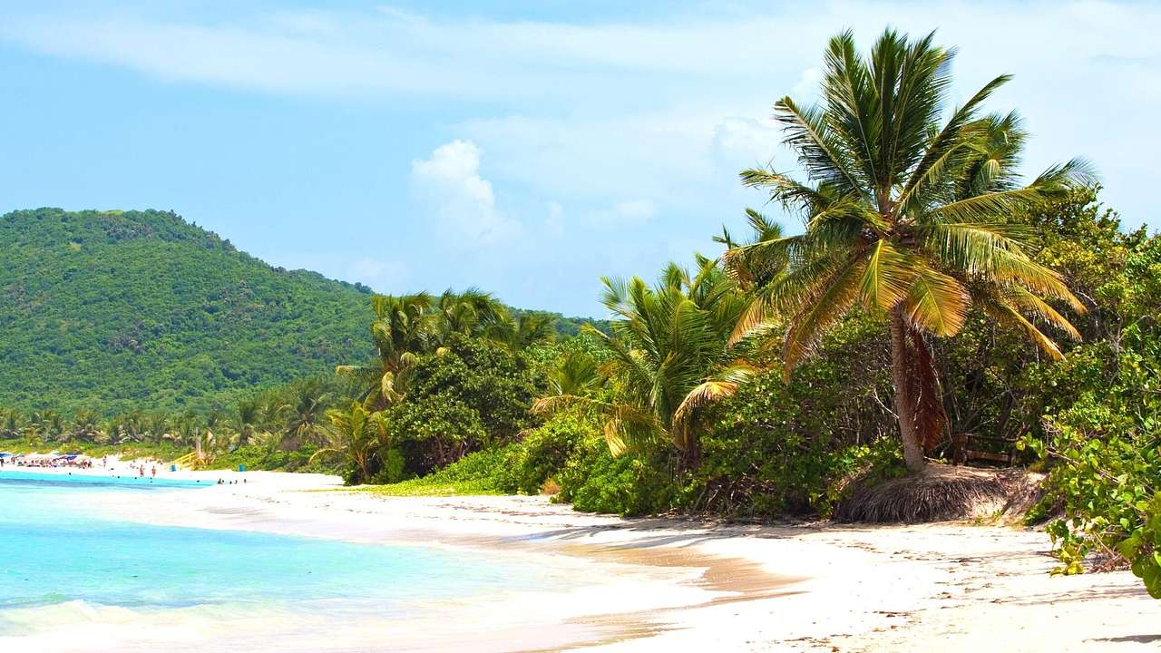 A white sand shore, bright blue ocean, palm trees, and a greenery-covered hill