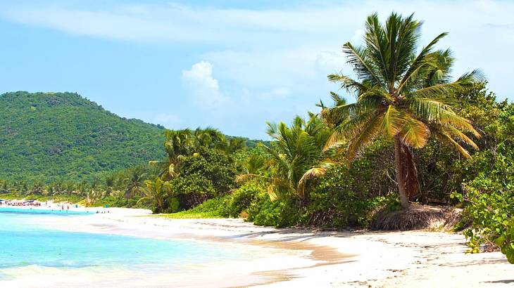 A white sand shore, bright blue ocean, palm trees, and a greenery-covered hill