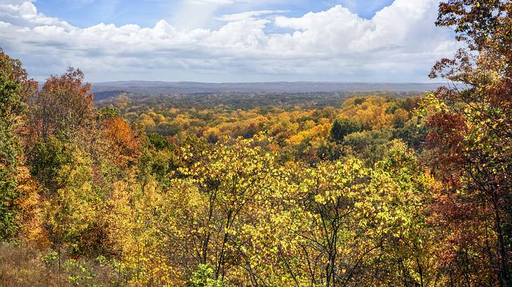 Sideview of fall foliage under a fairly cloudy sky
