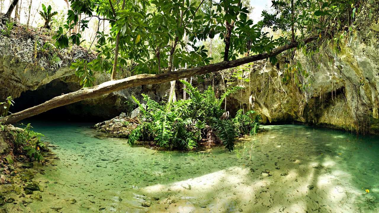 A cenote with green-colored water with trees surrounding it