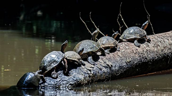 Turtles, Tortuguero National Park