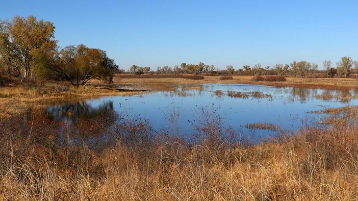A shallow body of water surrounded by dry bushes and trees under a clear sky