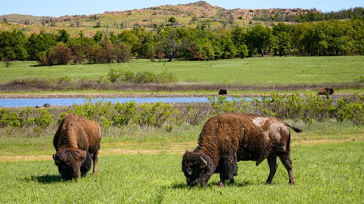 Two bison grazing on green grass against trees and a greenery-covered mountain