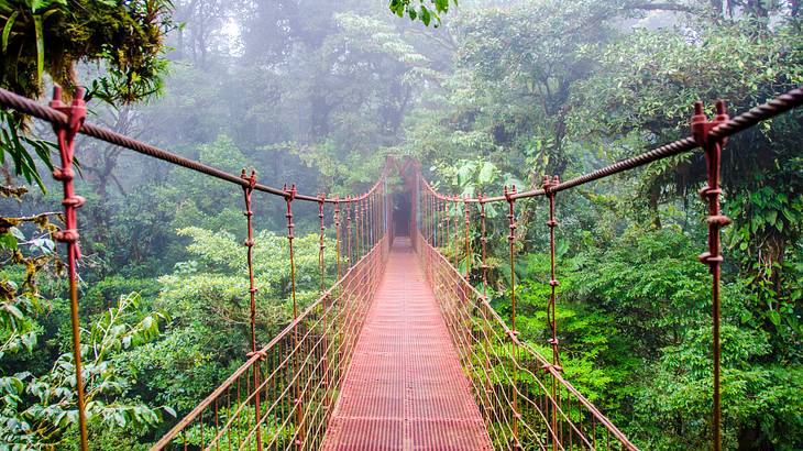 Bridge, Monteverde Cloud Forest