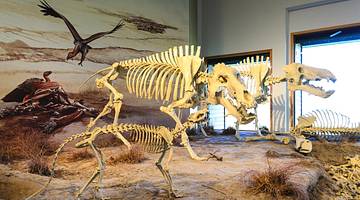 The skeletons of animals in a museum with a mural on the wall behind them