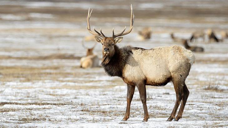A male elk standing on snow-covered ground with other elks sitting down behind him