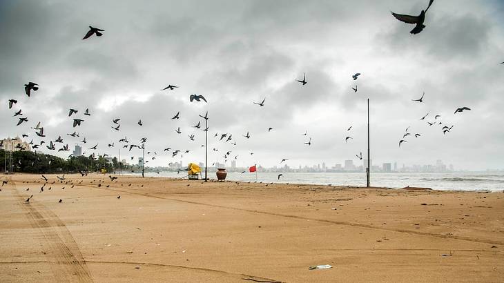 A beach with many birds flying over it against an overcast sky