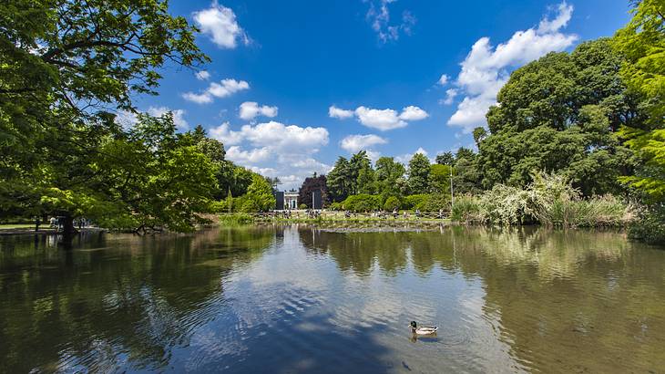 A pond with a duck swimming surrounded by green trees