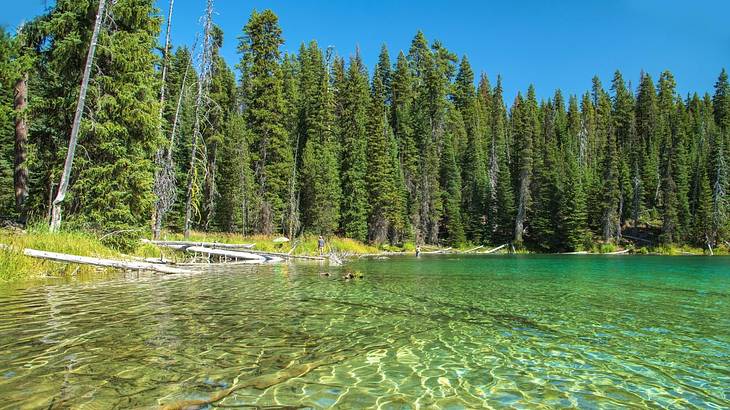 One of the best things to do in Bend, Oregon, with kids is Deschutes National Forest