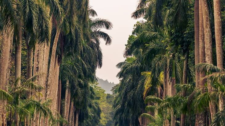 Palm Alley, Royal Botanical Gardens, Peradeniya, Kandy
