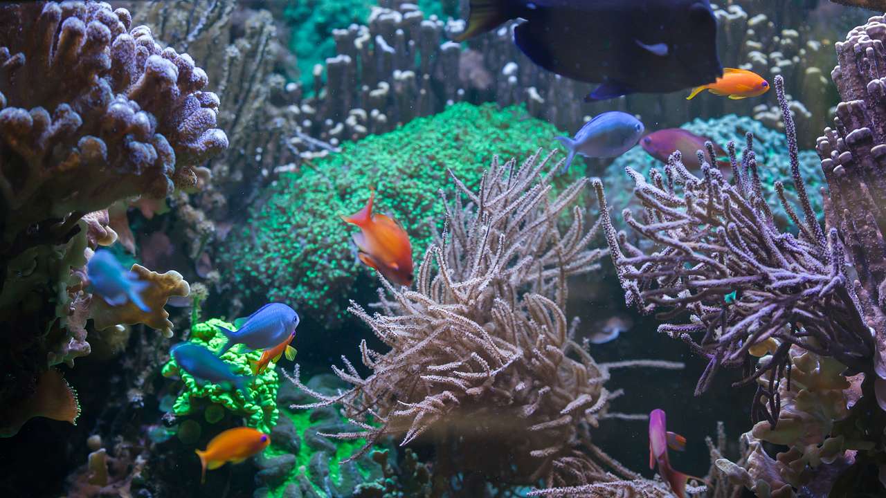 Various colourful tropical fish swimming around corals of different colours and sizes