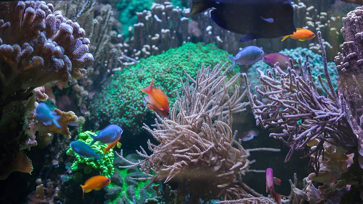 Various colourful tropical fish swimming around corals of different colours and sizes