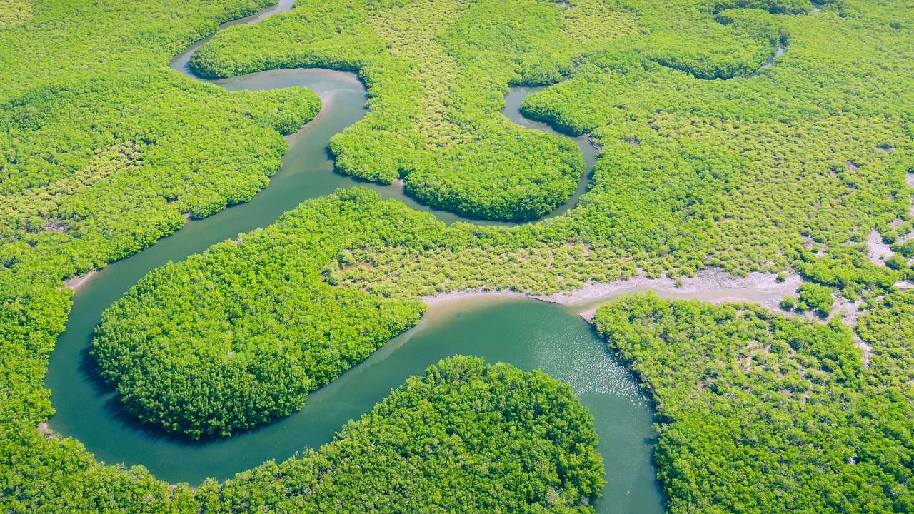 Aerial view of a river winding through a lush tropical rainforest