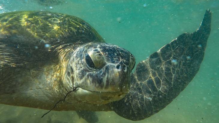 Sea Turtle, Hikkaduwa, Sri Lanka