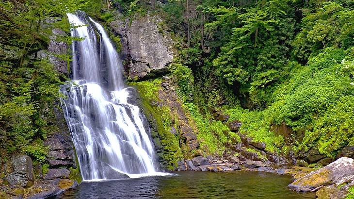 A waterfall flowing into a pool with greenery around it A waterfall flowing into a pool with greenery around it