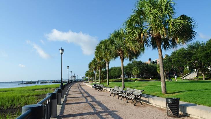 A path with benches and palm trees on one side and grass and the ocean on the other A path with benches and palm trees on one side and grass and the ocean on the other