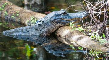 An alligator in a swamp resting its head on a log