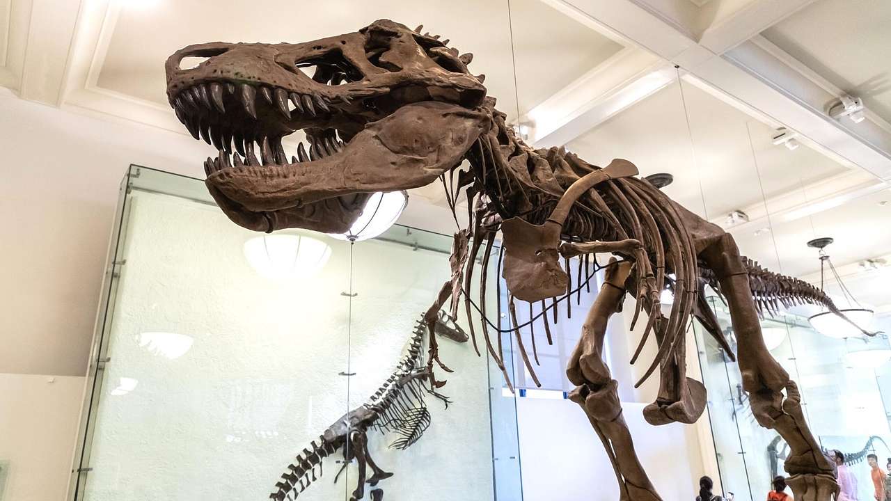 A T-Rex skeleton in a museum exhibit