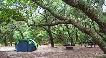 A camping tent under the shade of multiple trees having wide branches and lush leaves