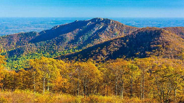 Looking at layers of a mountain covered with autumn trees under a blue sky Looking at layers of a mountain covered with autumn trees under a blue sky
