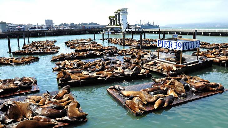 Many sea lions lying on a pier surrounded by water, and a sign that says "Pier 39"