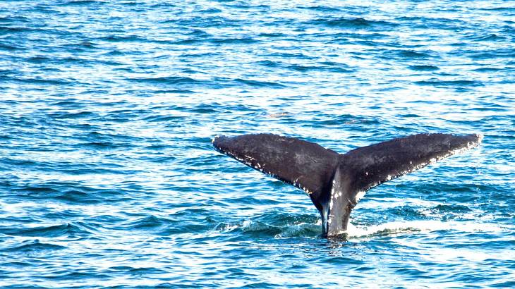A whale's tail coming out of the water A whale's tail coming out of the water