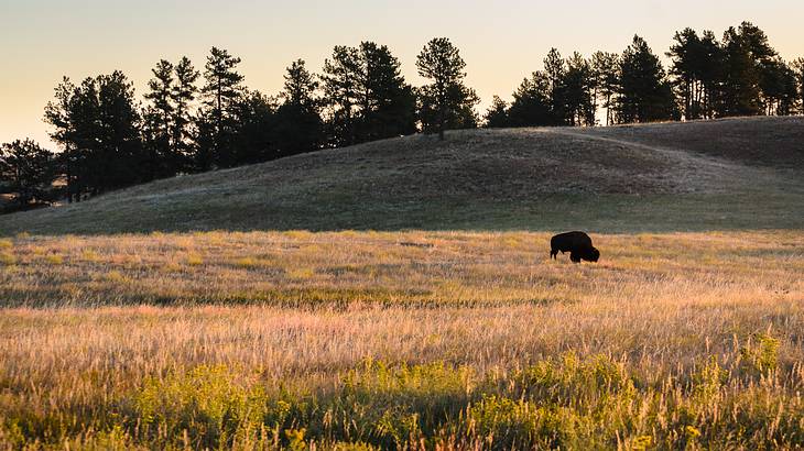 A bison in a prairie with tall grasses and a hill with pine trees in the background