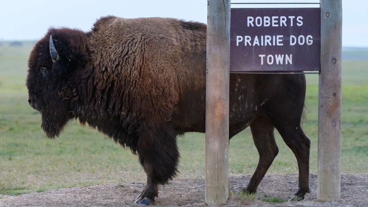 A brown bison behind metal signage with a wooden stand