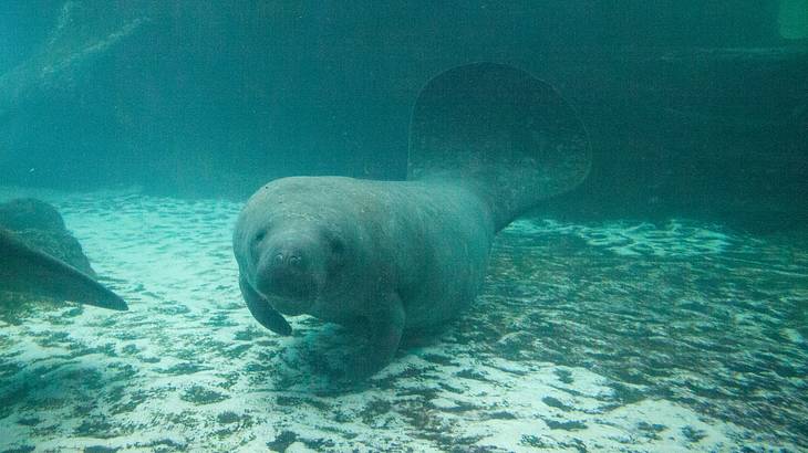 A manatee swimming under the water just above the sea floor
