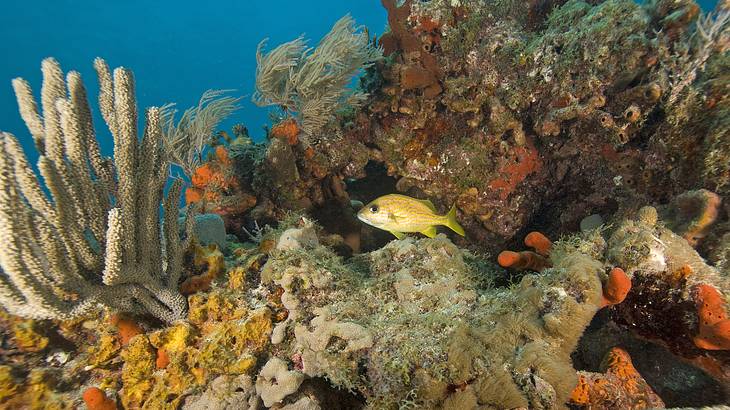 A yellow fish swimming around colorful corals