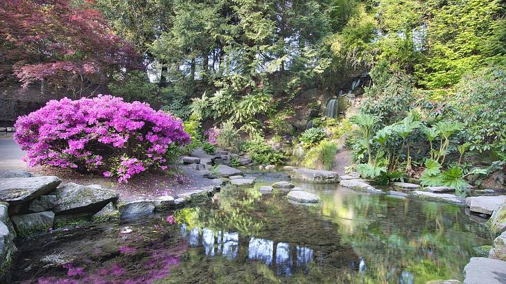 A purple flower bush next to a pond with green trees surrounding A purple flower bush next to a pond with green trees surrounding