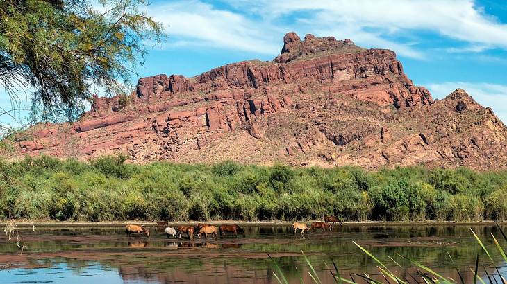 Wild horses standing in a lake with a red rock cliff and greenery next to it