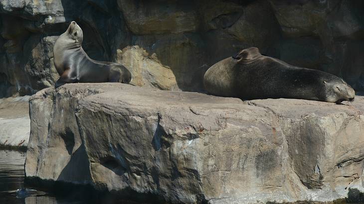 Two sea lions sitting on top of a rock boulder in the middle of a pool