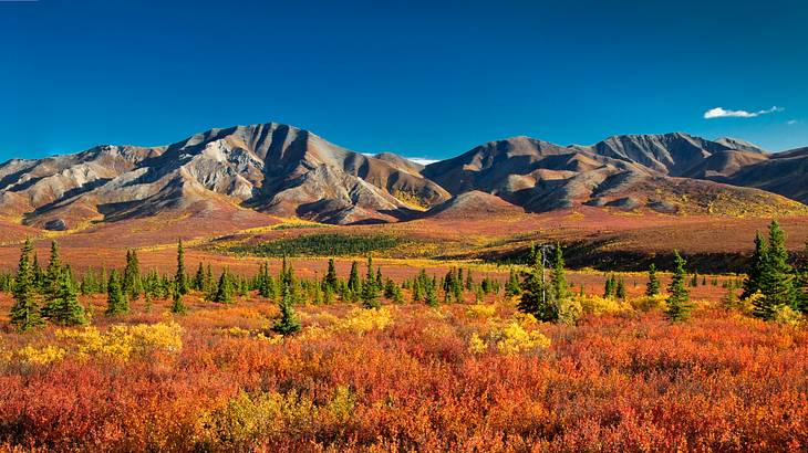 Plants and trees in shades of orange, yellow, red and green below a mountain range