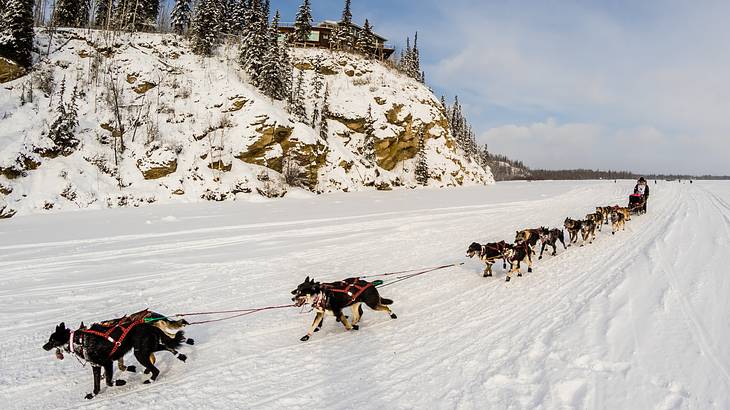 A dogsled pulled by several huskies during winter