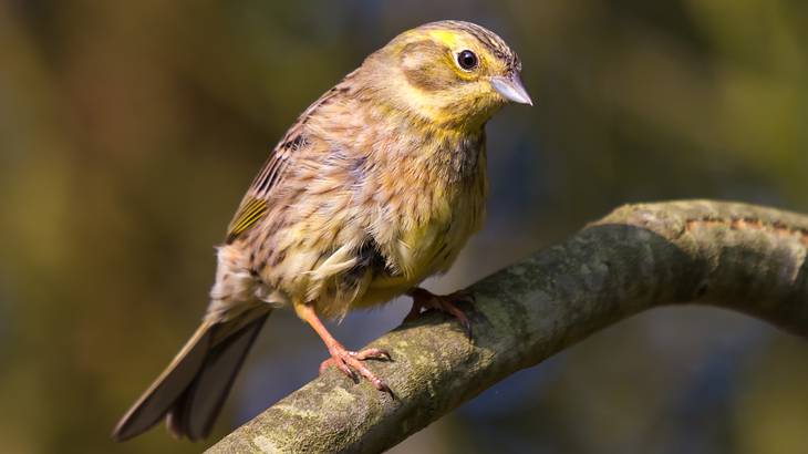 A yellow and brown bird resting on a tree branch