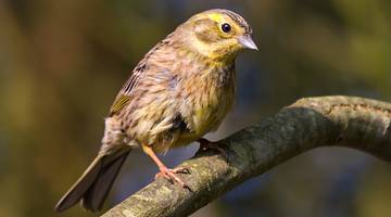 A yellow and brown bird resting on a tree branch