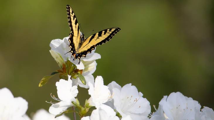 A yellow and black butterfly on a white flower