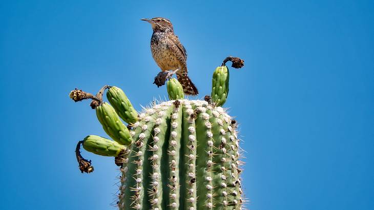 A brown bird with black spots sitting atop a cactus under a clear sky